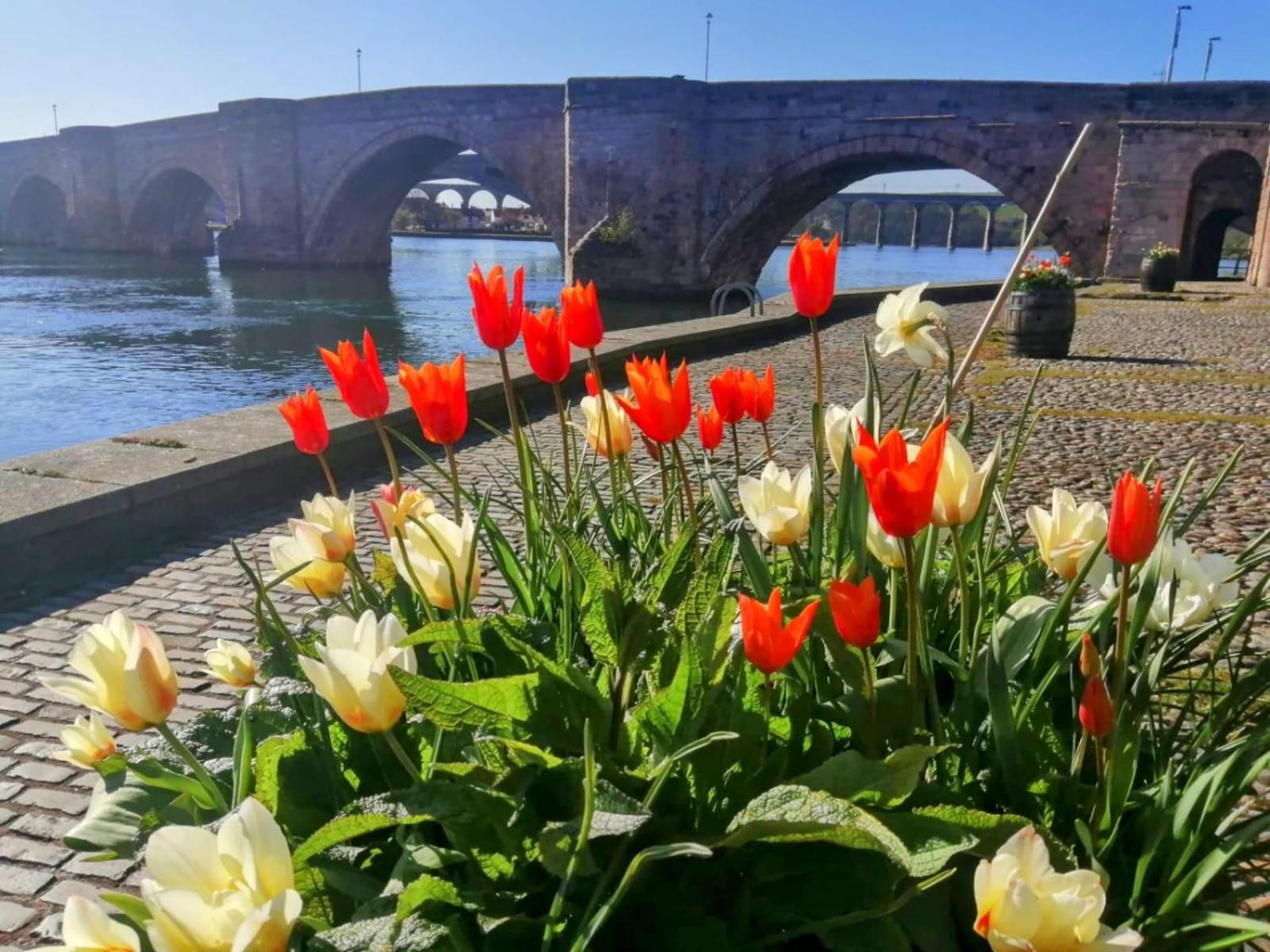 18 Mill Wharf Apartment Berwick Upon Tweed Exteriör bild